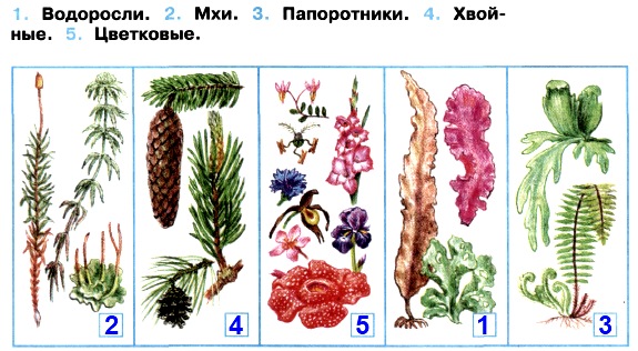 ГДЗ 3 класс - Окружающий мир. Плешаков. Тетрадь рабочая 1 часть, стр 39